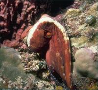 Image of: Octopodidae
