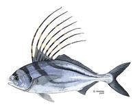 Image of: Nematistius pectoralis (roosterfish)