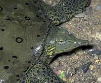 Image of: Apalone spinifera (spiny softshell turtle)