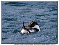 Fiordland Penguin - Eudyptes pachyrhynchus