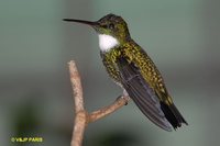 White-throated Hummingbird - Leucochloris albicollis