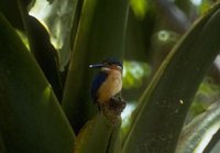 Malagasy Kingfisher - Alcedo vintsioides