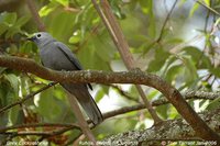 Gray Cuckoo-shrike - Coracina caesia