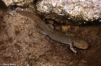 : Dicamptodon aterrimus; Idaho Giant Salamander