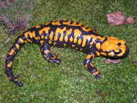 : Salamandra corsica; Corsican Fire Salamander