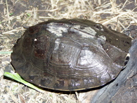 : Cuora amboinensis; Malayan Box Turtle
