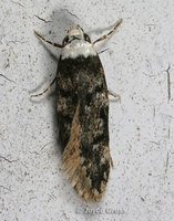 : Endrosis sarcitrella; White-shouldered House-moth