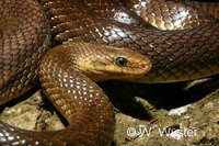: Zamenis longissimus; Aesculapian Snake