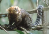 Buffy-headed marmoset (Callithrix flaviceps)