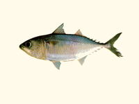 Rastrelliger brachysoma, Short mackerel: fisheries, gamefish