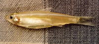 Clupeichthys aesarnensis, Thai river sprat: fisheries