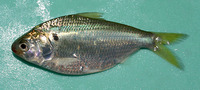 Anodontostoma chacunda, Chacunda gizzard shad: fisheries