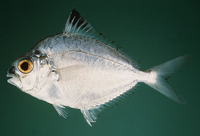 Leiognathus splendens, Splendid ponyfish: fisheries
