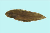 Cynoglossus lida, Roughscale tonguesole: fisheries