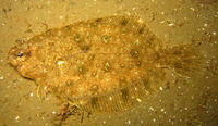 Pseudorhombus jenynsii, Small-toothed flounder: fisheries