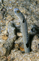 Heteroconger hassi, Spotted garden-eel: