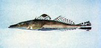 Rogadius patriciae, Black-banded flathead: fisheries