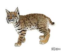 Image of: Lynx rufus (bobcat)