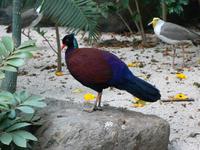 Otidiphaps nobilis - Pheasant Pigeon