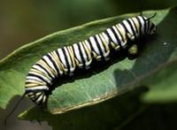 Image of: Danaus plexippus (monarch butterfly)