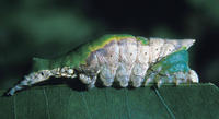 Image of: Oligocentria lignicolor