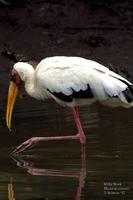 Image of: Mycteria cinerea (milky stork)