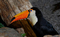 Image of: Ramphastos toco (Toco toucan)