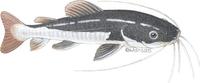 Image of: Phractocephalus hemioliopterus (redtail catfish)
