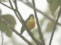 Lina's Sunbird - Aethopyga linaraborae