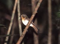 Lompobattang Flycatcher - Ficedula bonthaina