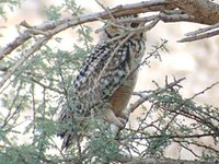 Pharaoh Eagle-Owl - Bubo ascalaphus