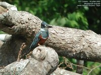Ringed Kingfisher - Ceryle torquatus