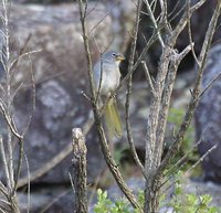 Pale-throated Serra-Finch - Embernagra longicauda