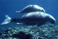 Dugong - Dugong dugon