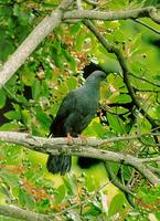 흑비둘기 Japanese Wood Pigeon Columba janthina janthina