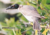 Noisy Friarbird, Philemon corniculatus (Meliphagidae), Coolum, Queensland, September 2004. Photo...