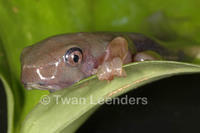 : Agalychnis moreletii; Black-eyed Leaf Frog