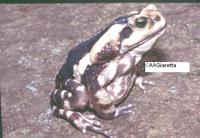 : Bufo ictericus; Yellow Cururu Toad