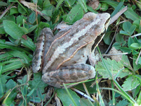 : Rana arvalis; Moor Frog