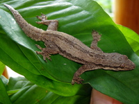 : Cosymbotus platyurus; Flat-tailed House Gecko