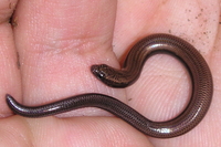 : Scelotes mossambicus; Mozambique Dwarf Burrowing Skink