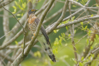 Cuculus sparverioides - Large Hawk Cuckoo
