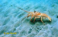 Panulirus argus - Caribbean spiny lobster
