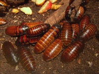 Gromphadorhina portentosa - Madagascar hissing cockroach