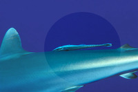 Echeneis neucratoides, Whitefin sharksucker: fisheries