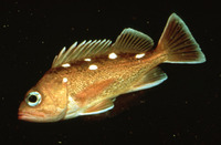 Sebastes umbrosus, Honeycomb rockfish: