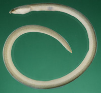 Cirrhimuraena playfairii, Fringelip snake-eel: