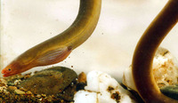 Moringua microchir, Lesser thrush eel: fisheries