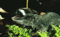 Image of: Crocidura beatus (Mindanao shrew)
