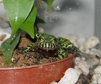 Bombina orientalis - Oriental Firebellied Toad